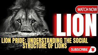 Lion Pride: Understanding the Social Structure of Lions