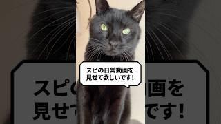 Q：スピの日常動画を見せて欲しい！ #猫 #猫の日常 #ねこ