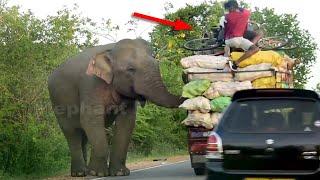 The attacking elephant comes on the road and attacks the vehicles..