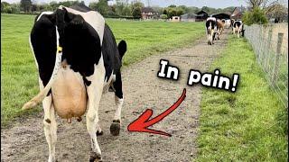 Cow in AWFUL pain!!