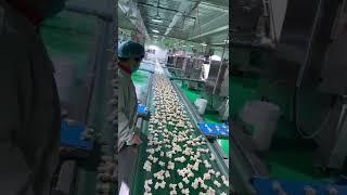 Show of Wonton machine assembly line