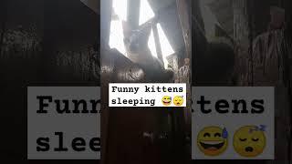 #funnyvideo #shortsvideo  #cats