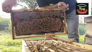 Apis melifera can we get more than 200kg per month of pure honey???