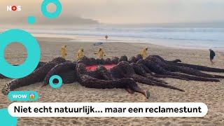 Huh?! Monster aangespoeld op het strand