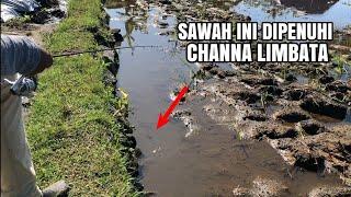 Sawah ini Di Huni Ratusan Channa Limbata‼️