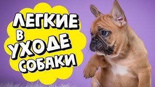 НЕПРИХОТЛИВЫЕ ПОРОДЫ СОБАК | СОБАКИ ДЛЯ НОВИЧКОВ | ЛЕГКИЕ В УХОДЕ И СОДЕРЖАНИИ СОБАКИ