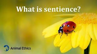 What is sentience?