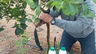 Soldando ramas rota por el viento en limon persa