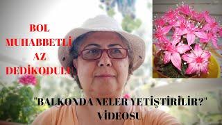 BOL MUHABBETLİ , AZ DEDİKODULU "BALKONDA NELER YETİŞTİRİLİR?" VİDEOSU