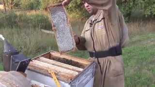 Пчеловодство видео  Отбор меда 7 августа  Beekeeping video  Selection of honey on 7 August