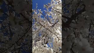 3 категория людей | #хадисы_пророка_мухаммада #хадисы #аяты #сура #сунна #религия #ислам #коран