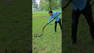 King cobra snake #viralvideo #viralshort #youtubeshorts