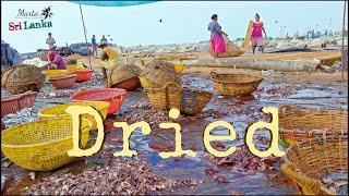 Sri Lanka (Negombo) dry and fresh fish markets - Dried - a short documentary