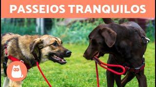 Como fazer meu cachorro IGNORAR outros CÃES  (4 dicas)