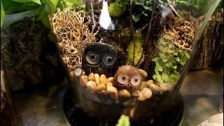 How to plant a Terrarium using natural elements/Garden Style nw