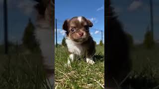 Вся информация о наших щенках на нашем сайте: chihua.by
