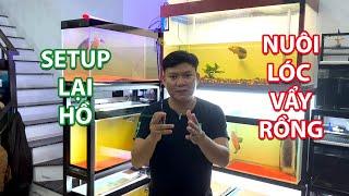 Setup lại hồ để nuôi cá lóc cảnh Vẩy Rồng Vàng và Đỏ