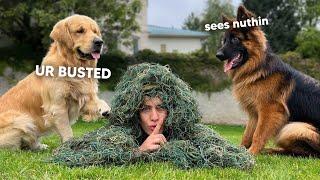 Will My Dogs Find Me Disguised As A Bush?