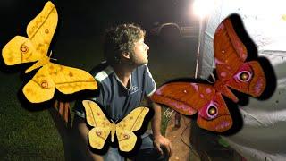 Moth-Trapping & Butterfly Spotting: FUN TIMES in Uganda (Mt. Elgon)!