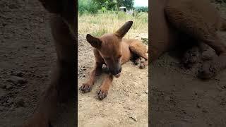 Babydig #animals #babyanimal #cambodia #cambofarming #dog #dogs