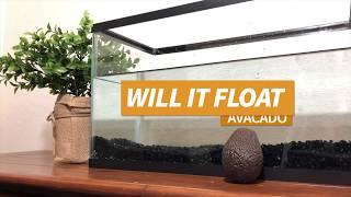 Will an avacado float? - Fruit Edition