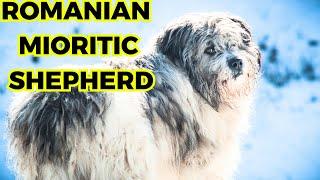 Romanian Mioritic Shepherd - Top 10 Interesting Facts