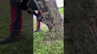 How to fell a tree with a Stihl MS391