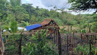 picking mango working in the ricefield repairing dirty kitchen & cooking "INAMPALAYAHANG TALAKITOK"