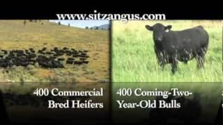 Sitz Angus Ranch -- Annual Bull and Female Sale, December 2, 2010