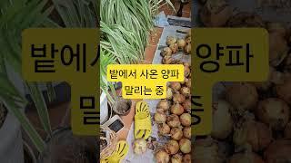 경남 함양을 여행하다가 사온 양파를말리고 있어요#달디단 양파#조생양파