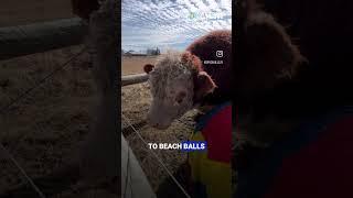 This Playful Bull has a UNIQUE HOBBY That will Melt Your Heart! | Awesome Stuff 365