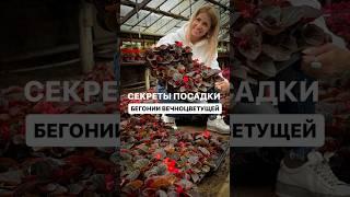 Секреты Посадки  цветов вечноцветущей  бегонии в открытый грунт #цветочныйсад #садовыеидеи #garden