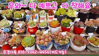 250623#주경다육 수미미티 칠석정 아르제 익소라 홍포도 콜로라타철화 뉴헨의진주 슈가베이비 와인피치 노랑풍선