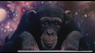 The Infinite Monkey Theorem - EXPLAINED