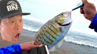 it was WIDE OPEN Surf Perch Fishing!!