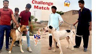 Hmary Bully Dog Ka Heavy Bully Dog Sy Challenge Hogya