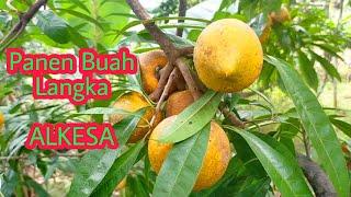 PANEN BUAH ALKESA di Jonggol | Buah Langka Campolay