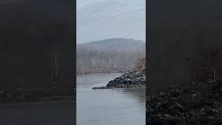 Bald Eagles at Conowingo Dam!