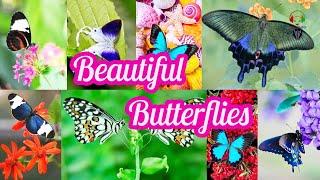 Most Beautiful Butterfly's In the World | rtzone sl |