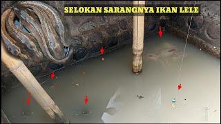 SUNGGUH TAK TERDUGA !!! MANCING DISELOKAN KECIL SEPERTI INI MALAH ISINYA IKAN LELE SEMUA