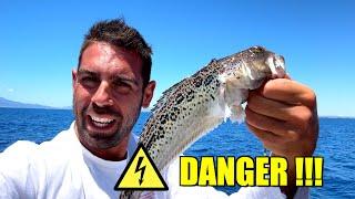 HUGE WEEKERS - the most dangerous fish