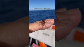 BABY OCOTPUS  #babyoctopus #octopus #ocean #sea #marinelife