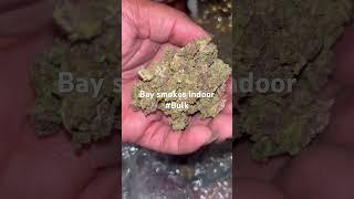 @baysmokes @baysmokeshorts bay smokes indoor THCA review coming soon #bulk #thca #hemp #Gas