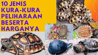 10 Jenis Kura-Kura Peliharaan beserta Harganya@snake_head5169