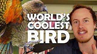 The World's Coolest Bird and Life's Endless Becoming
