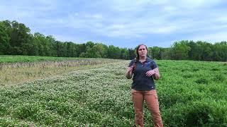 Person County Cover Crop Trial