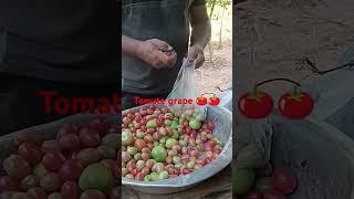 grape tomato , Betel Maranata