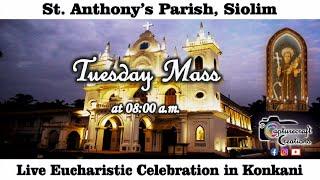 Tuesday Konkani Mass Live at 8.00am, 02nd July 2024 | St Anthony's Church Siolim
