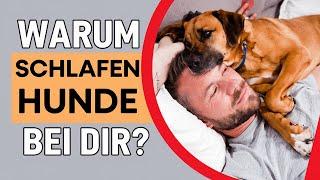 Warum schläft dein Hund bei dir?  