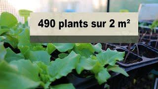 490 plants bio dans ma mini serre